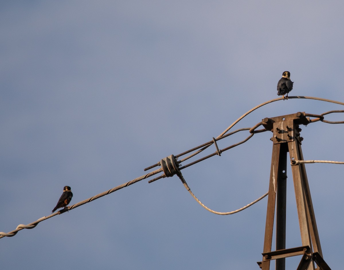 Bat Falcon - ML646264882