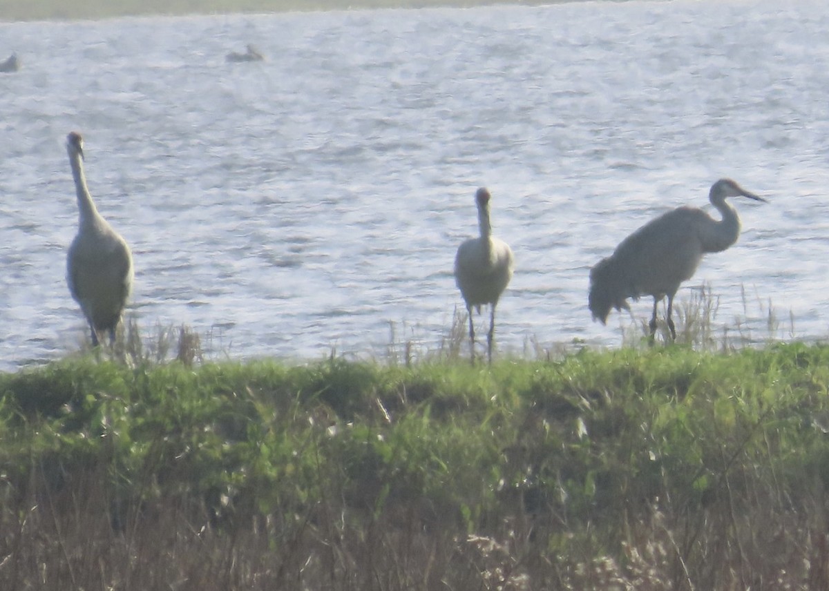 カナダヅル - ML646264883