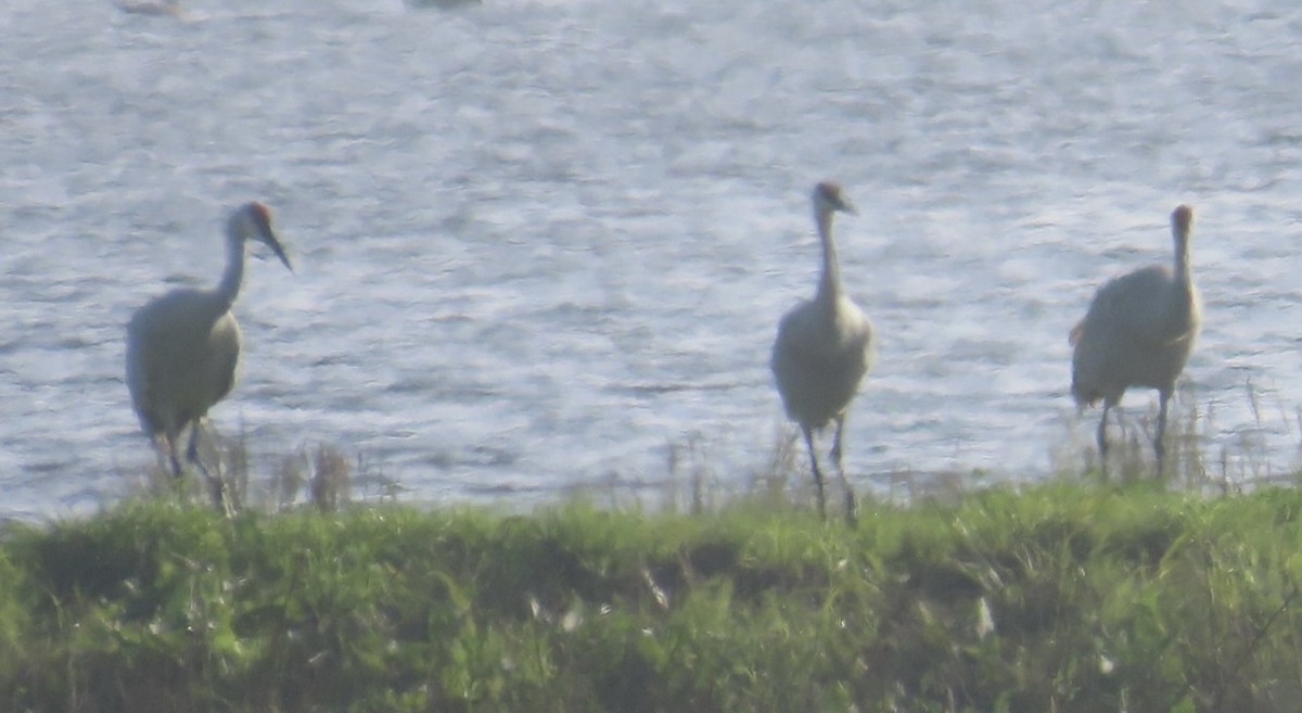 カナダヅル - ML646264885