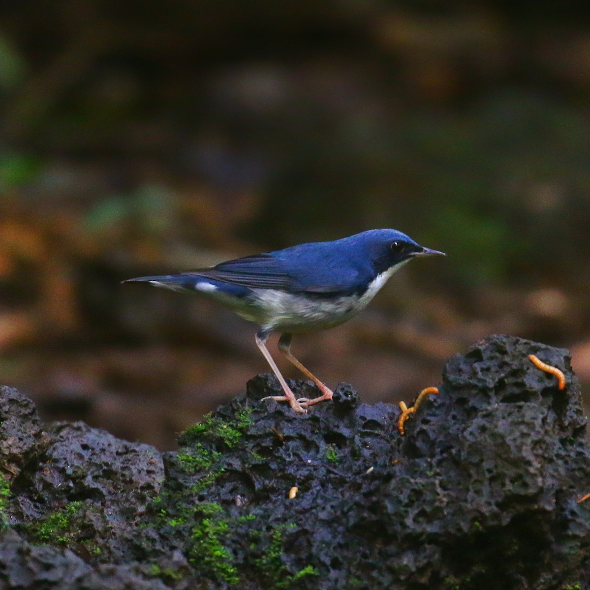 Mavi Bülbül - ML646264896