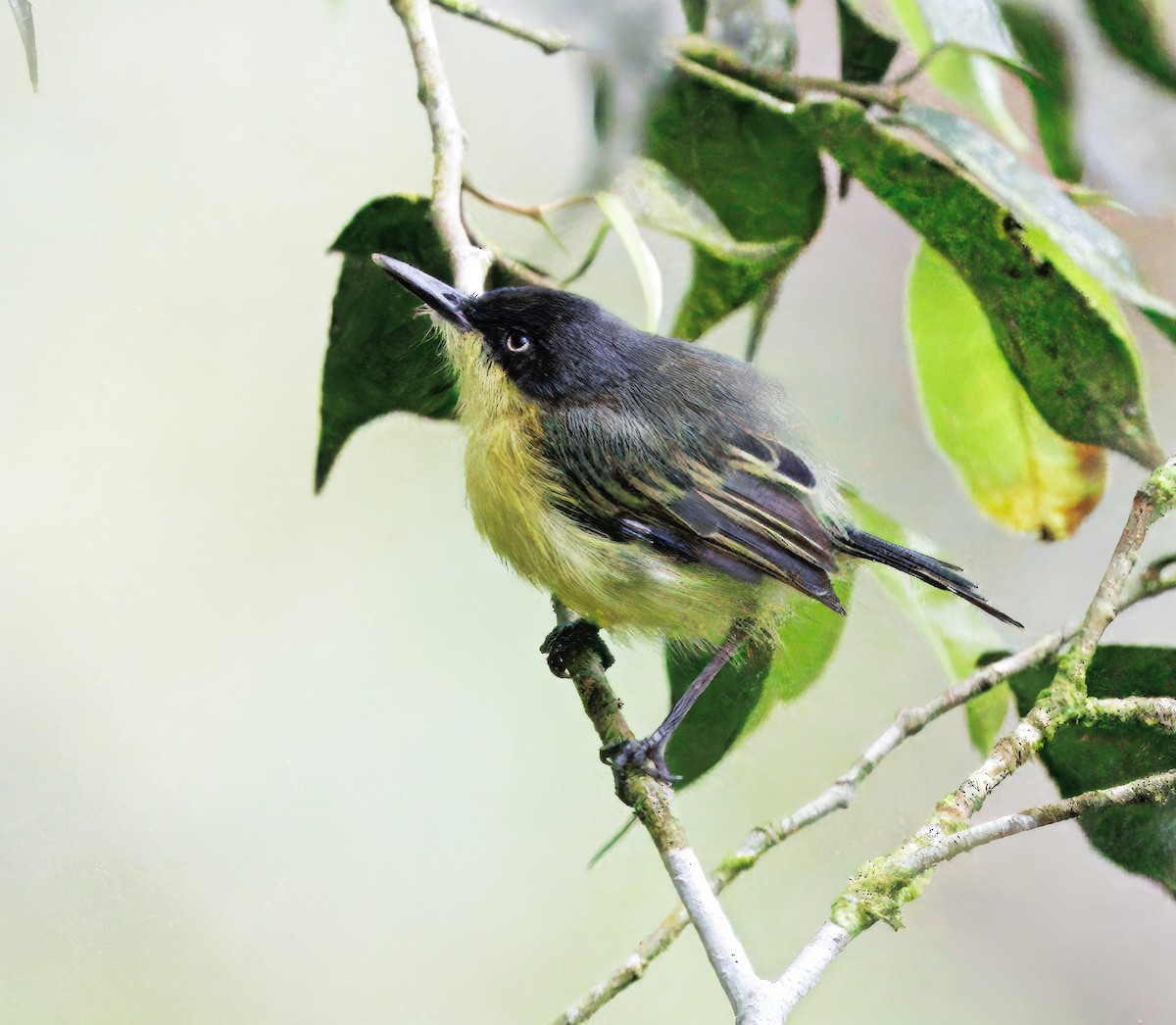 Todi Sinekkapanı - ML646264897