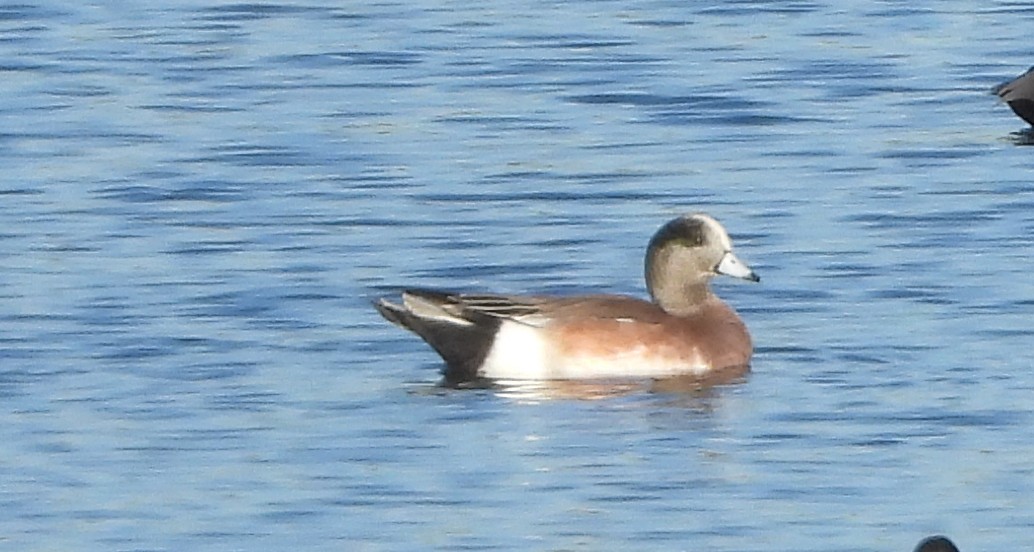 Amerika Fiyusu - ML646264898