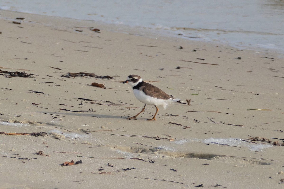 Perdeli Cılıbıt - ML646264899