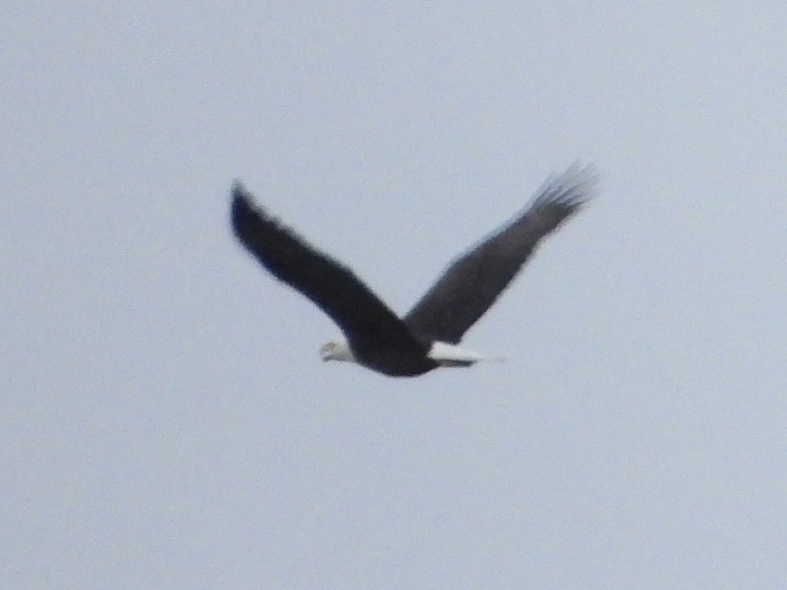 Ak Başlı Kartal - ML646264901