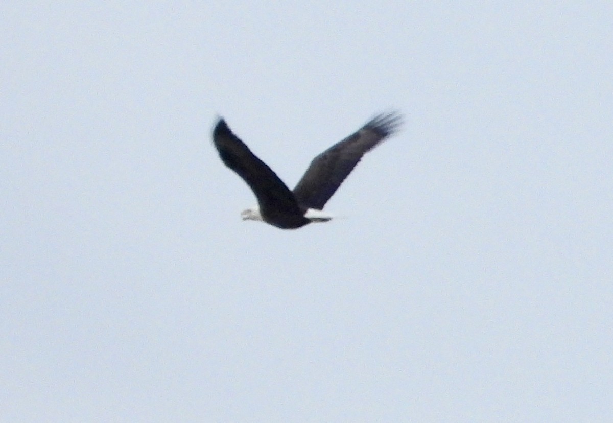 Ak Başlı Kartal - ML646264902