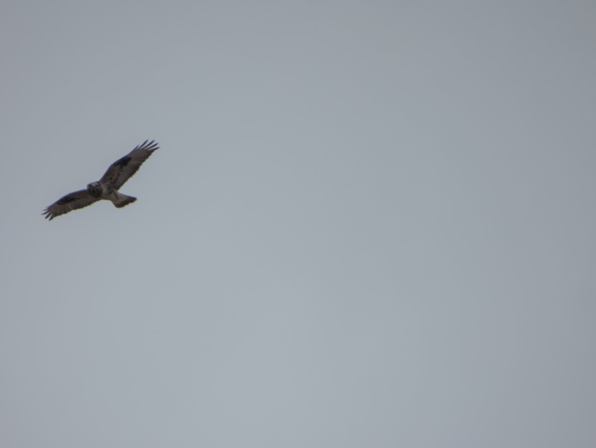 Paçalı Şahin - ML646264904