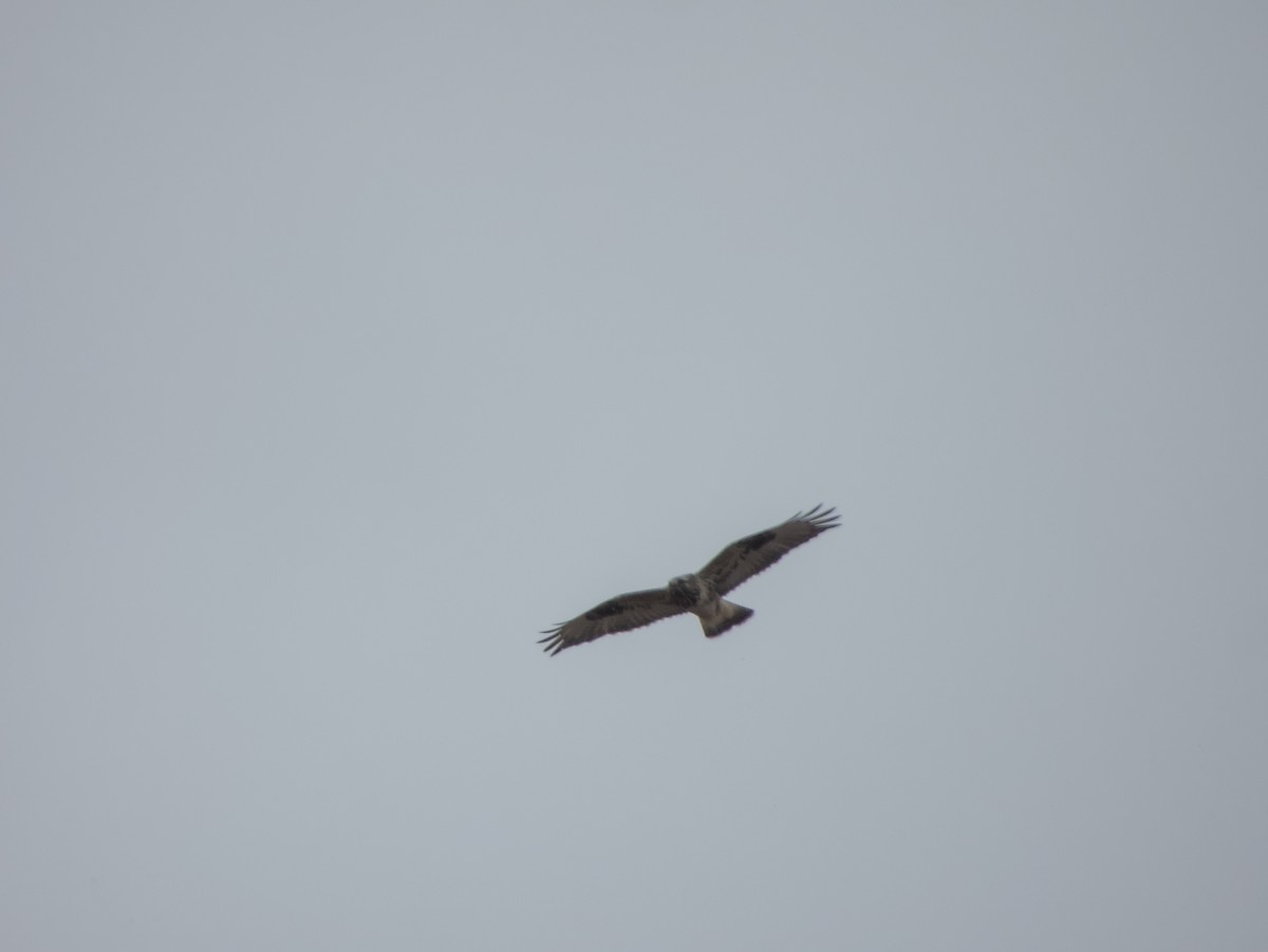 Paçalı Şahin - ML646264905