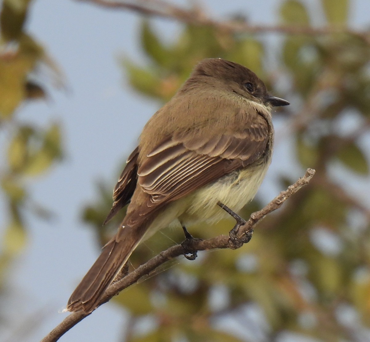 Ak Karınlı Fibi - ML646264906