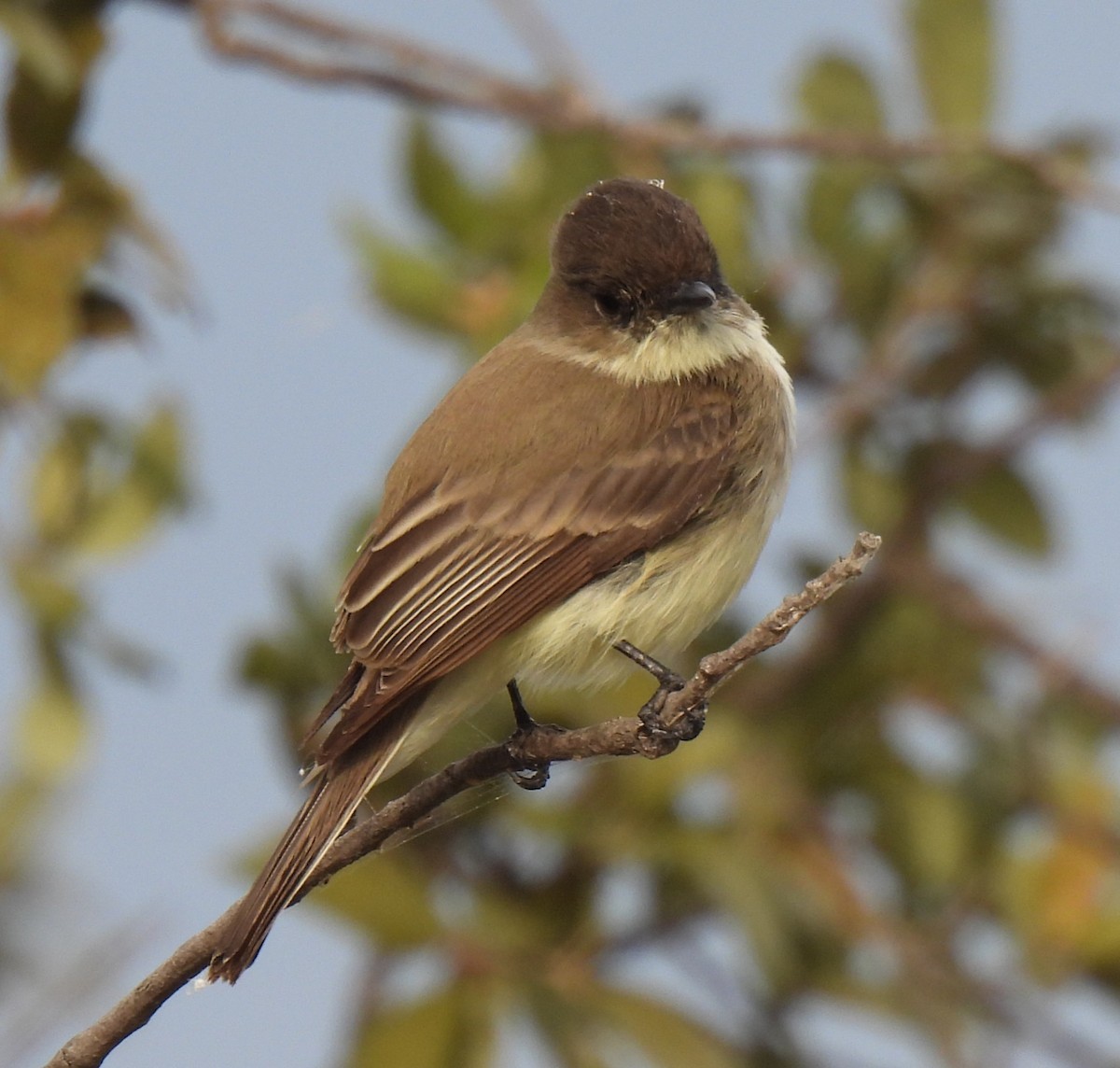 Ak Karınlı Fibi - ML646264907