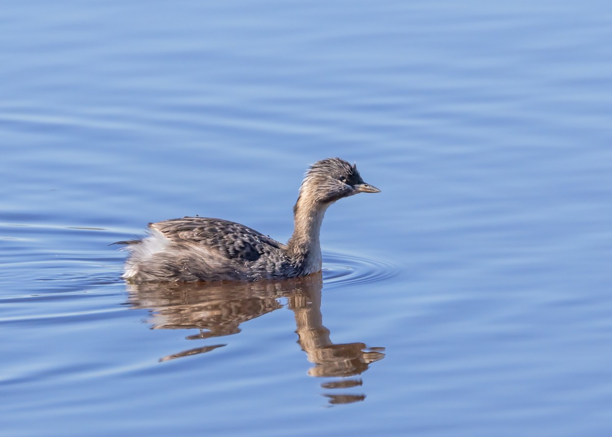 Kır Saçlı Batağan - ML646264908