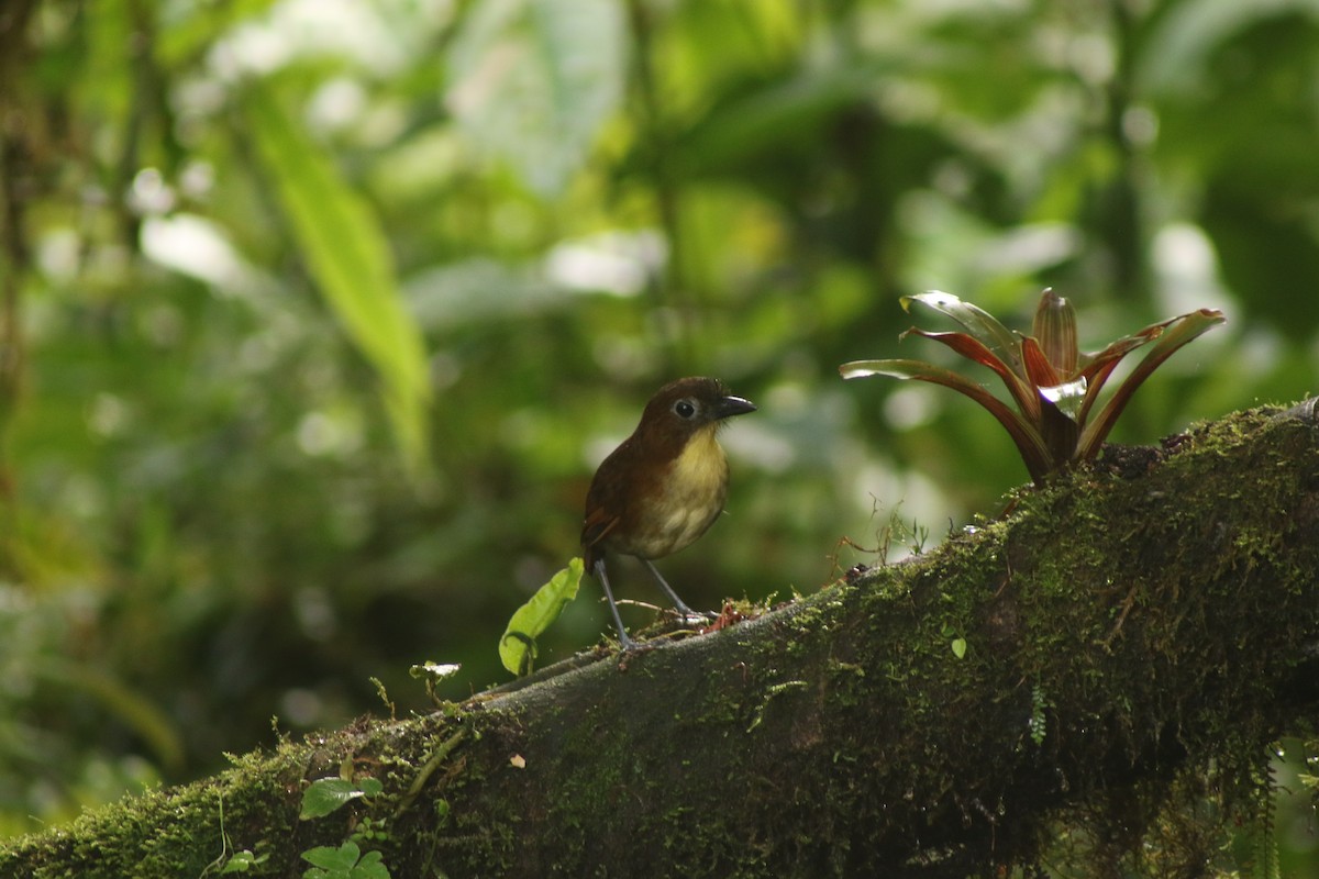 Sarı Göğüslü Yerçavuşu - ML646264909