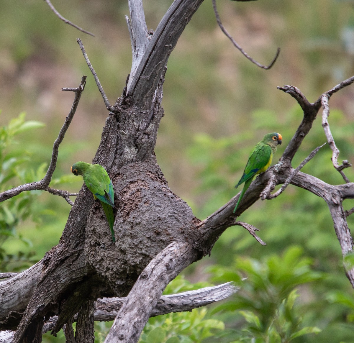 Altın Alınlı Papağan - ML646264910