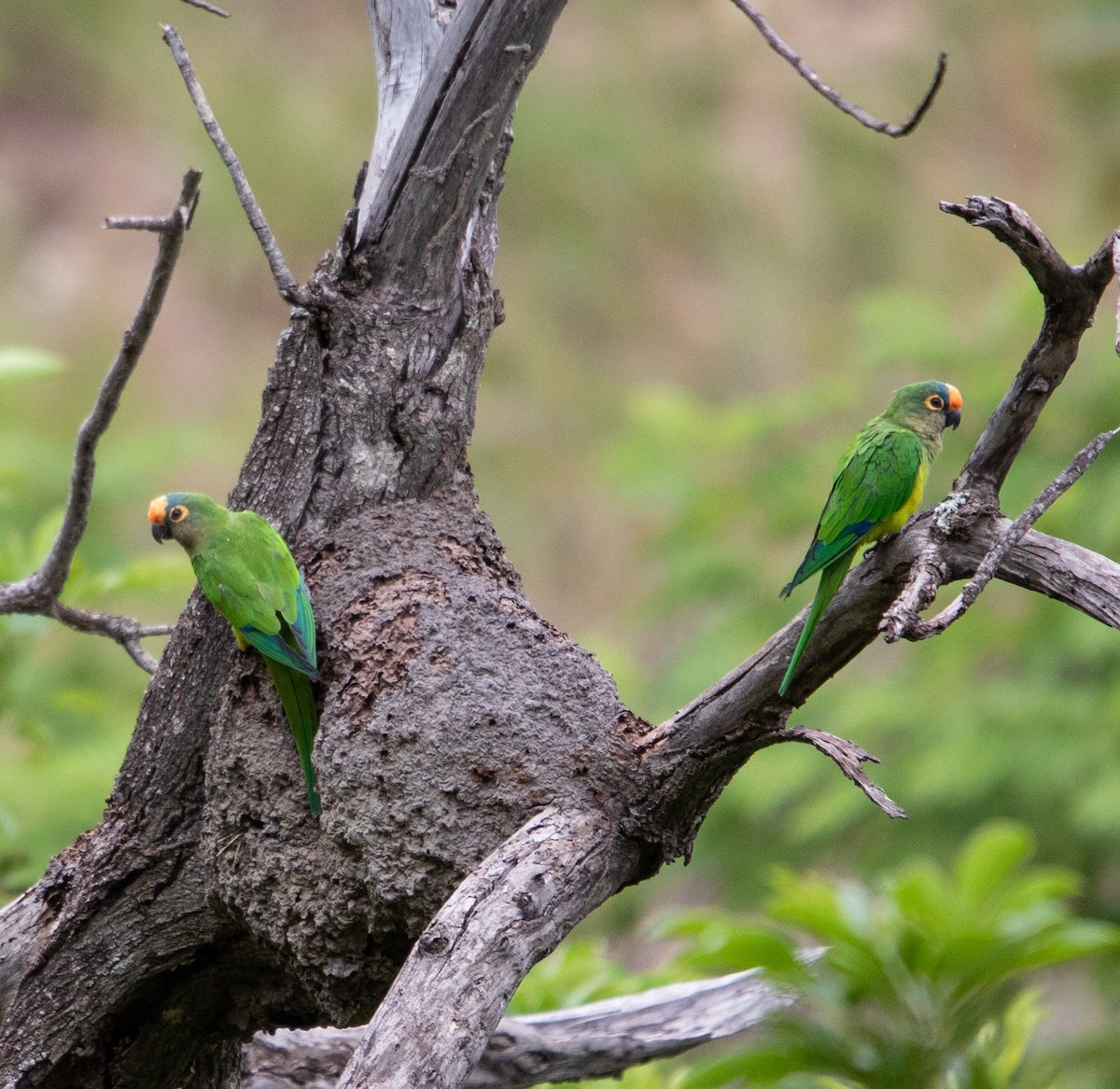 Altın Alınlı Papağan - ML646264911
