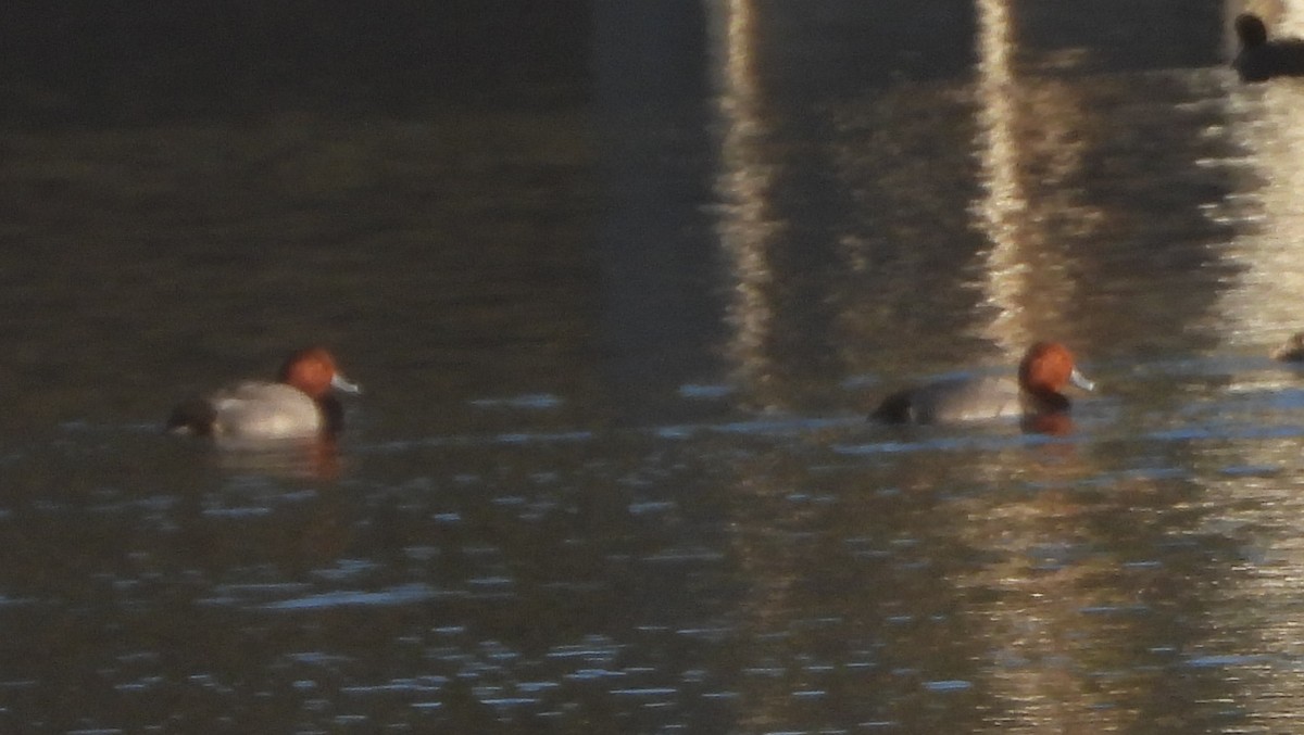 Amerika Elmabaşı - ML646264913