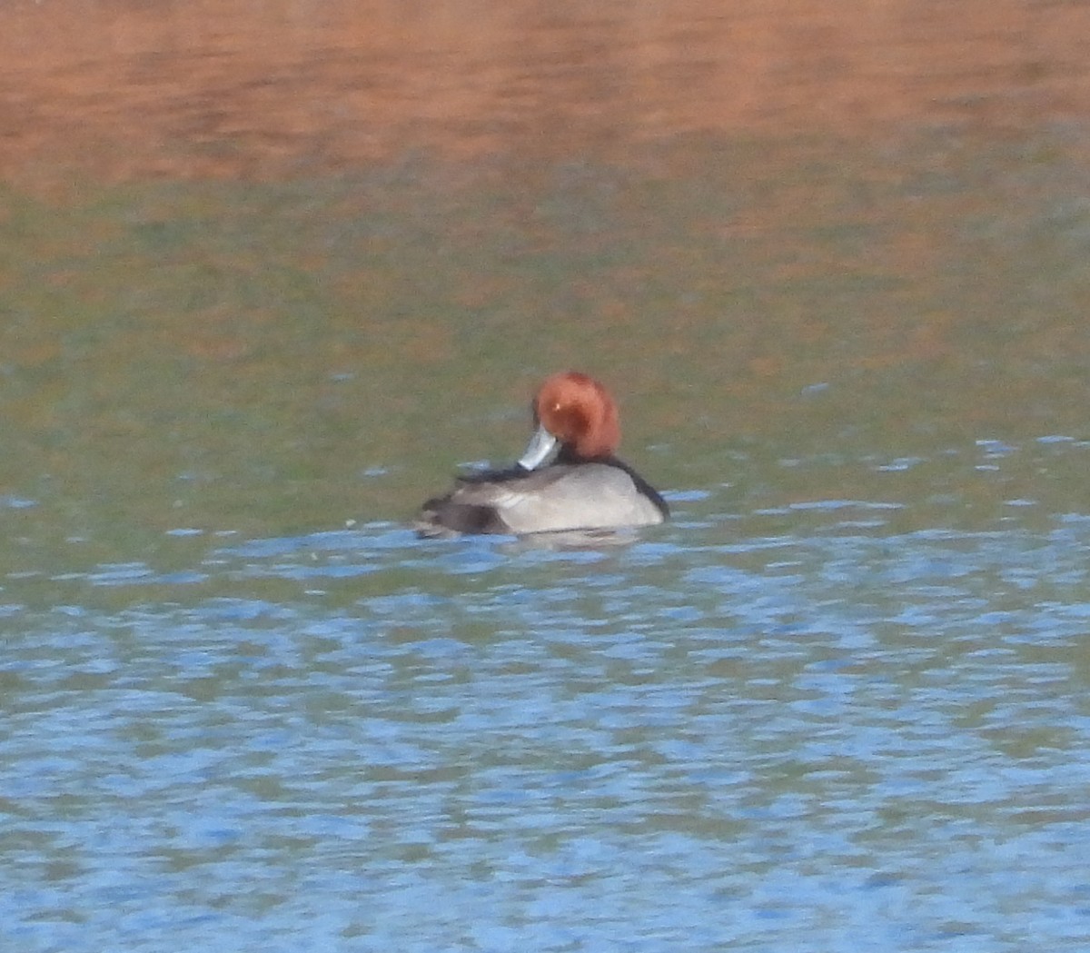 Amerika Elmabaşı - ML646264914