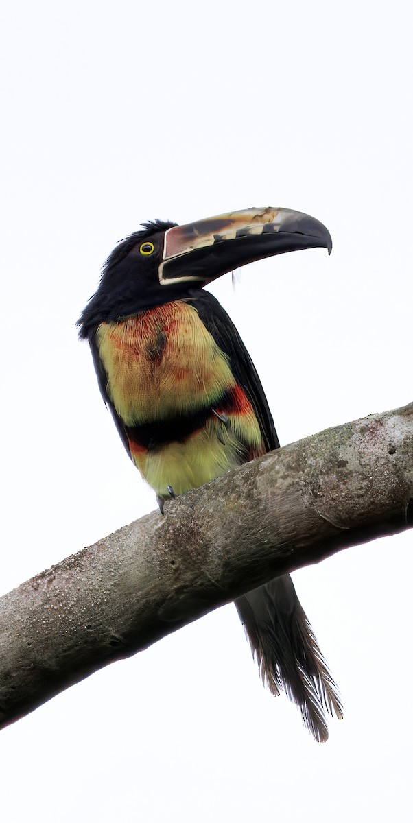 Kuşaklı Arasari - ML646264918