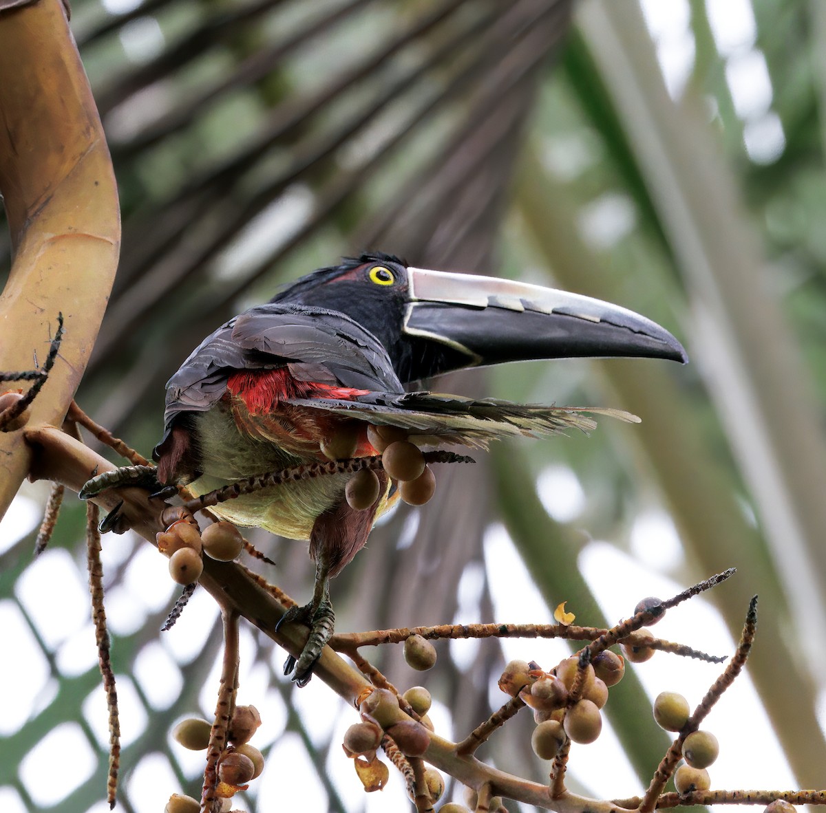 Kuşaklı Arasari - ML646264919