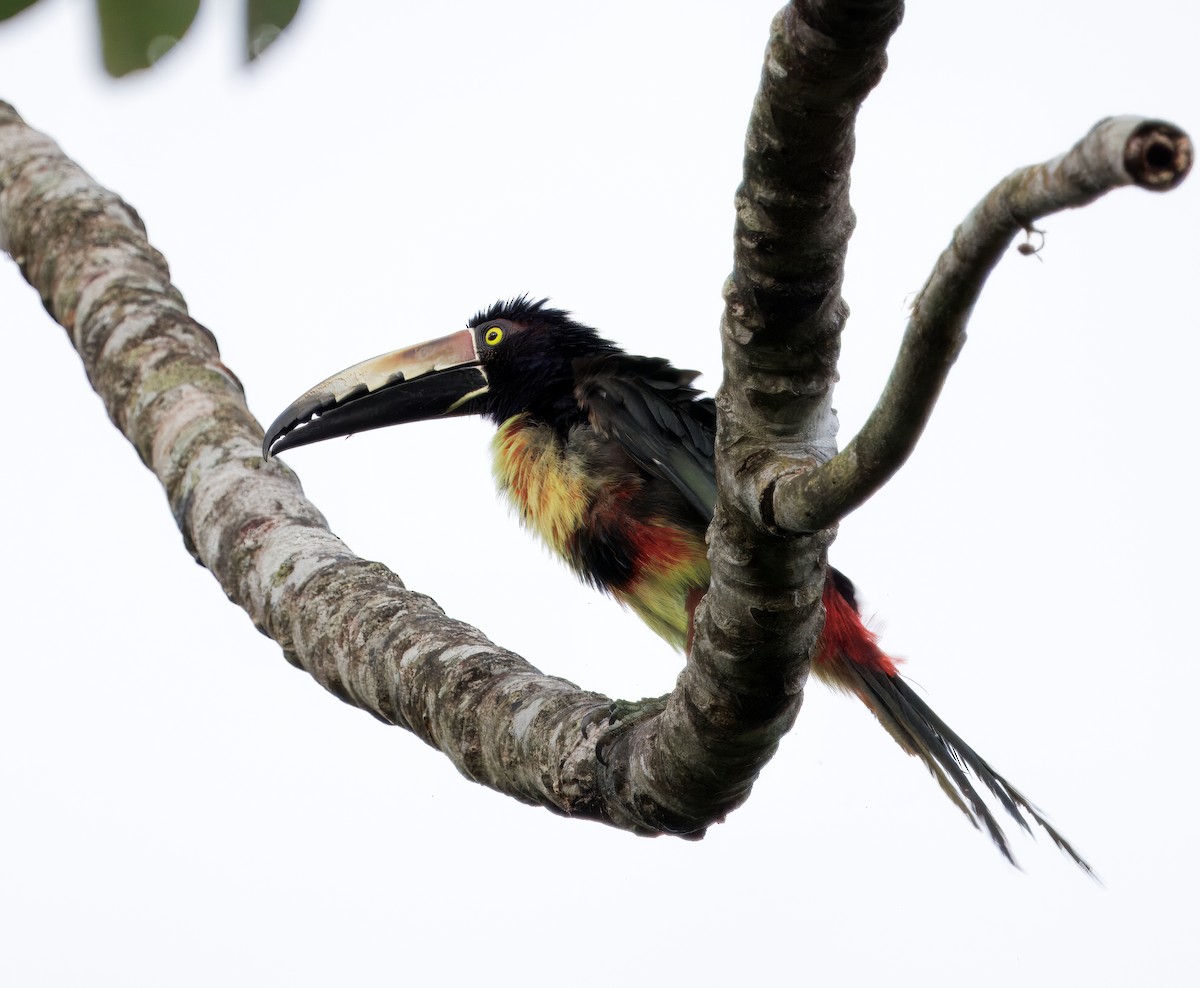 Kuşaklı Arasari - ML646264920