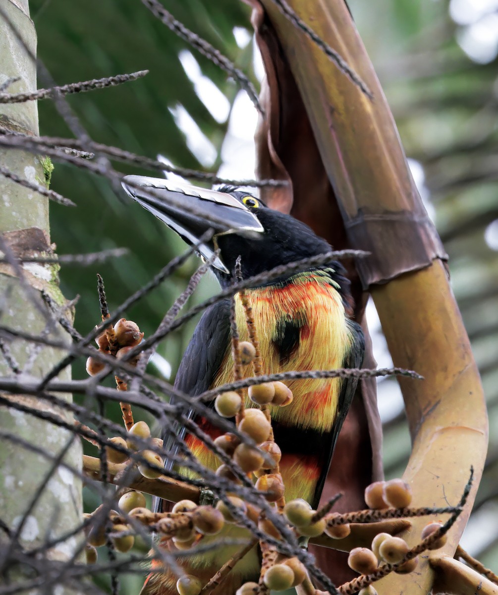Kuşaklı Arasari - ML646264922