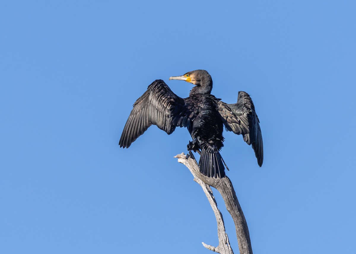 Karabatak - ML646264924