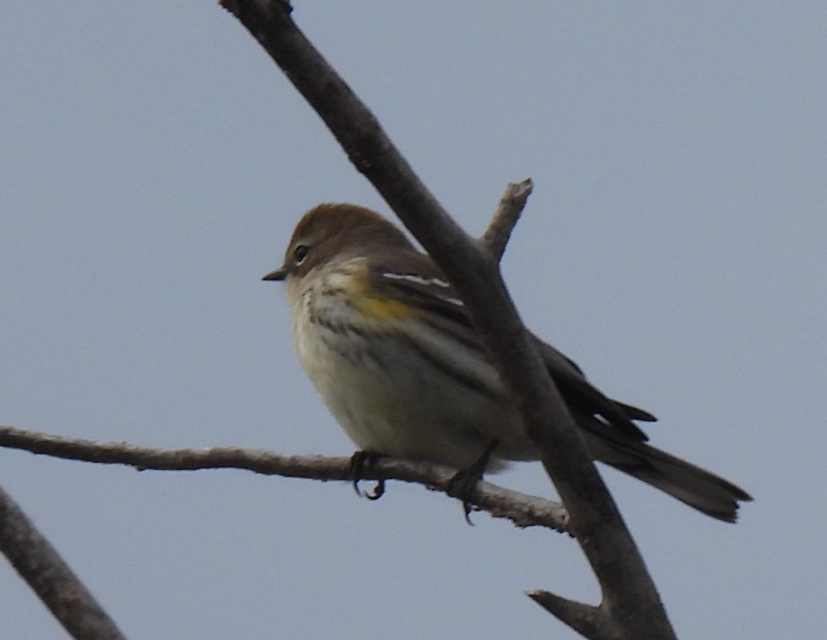 Taçlı Ötleğen - ML646264925