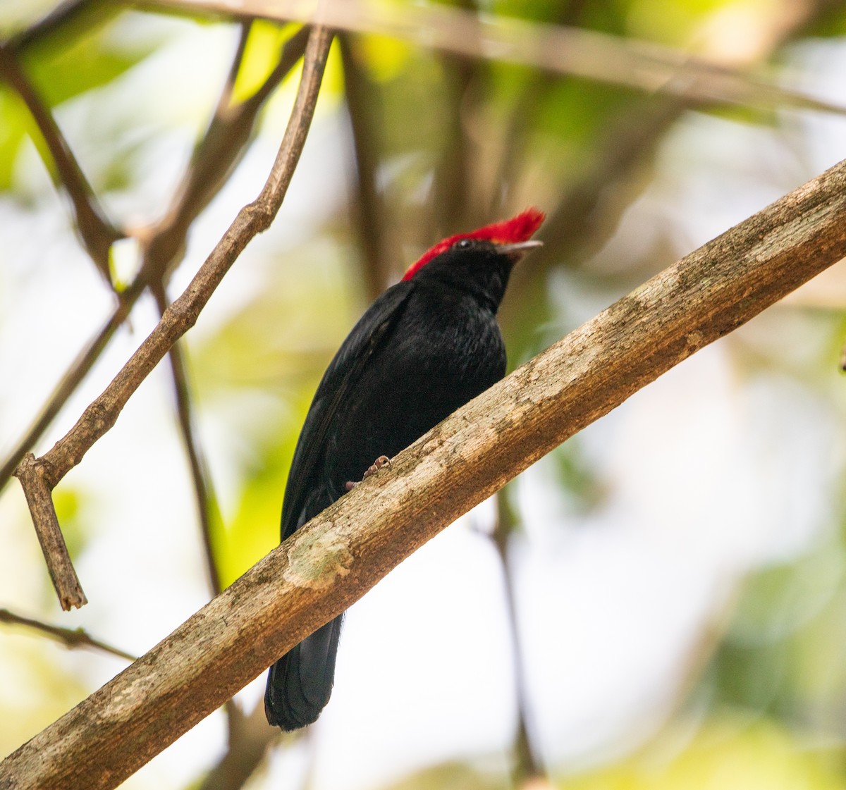 Helmeted Manakin - ML646264927