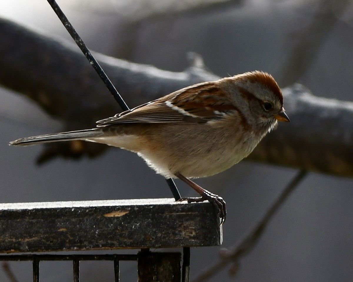 ムナフヒメドリ - ML646264935