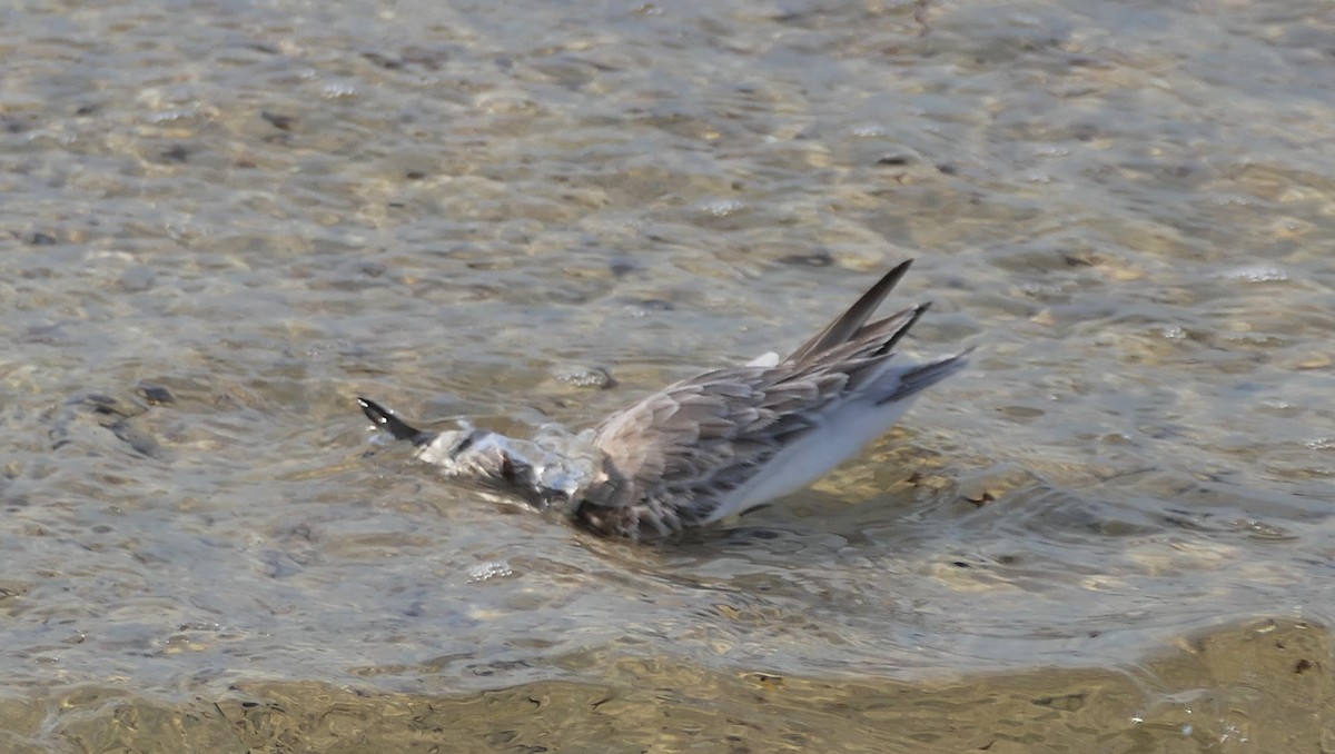 Piovanello tridattilo - ML646264937