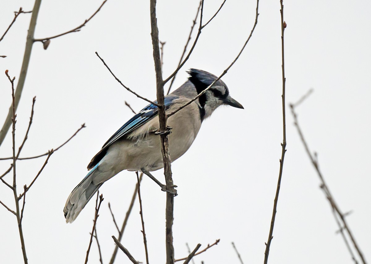 Blue Jay - ML646264940