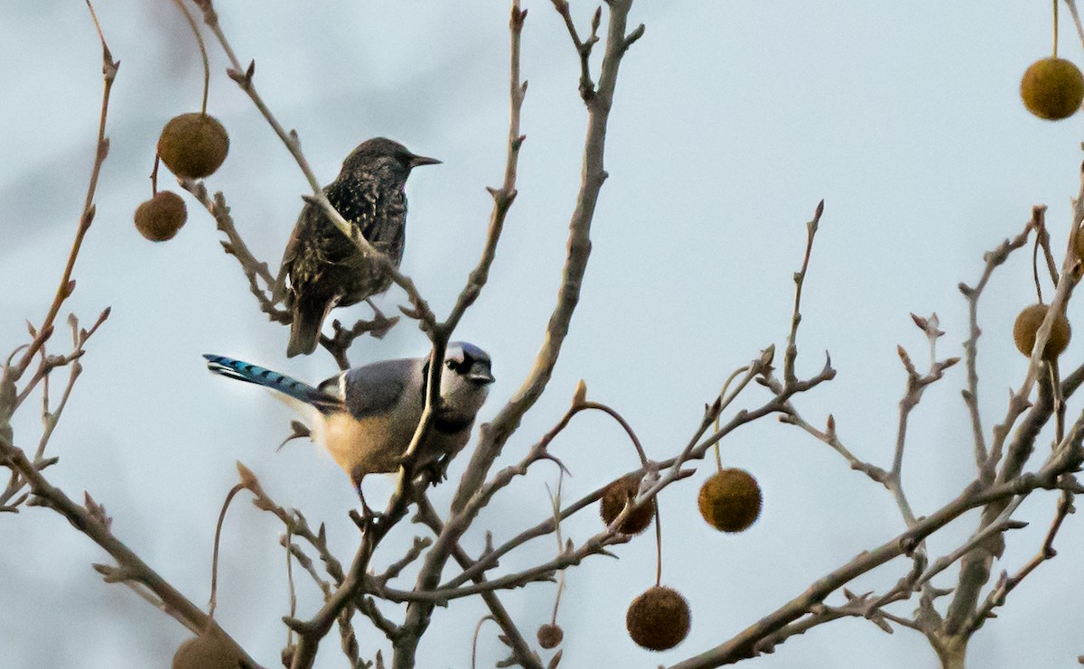 Blue Jay - ML646264941