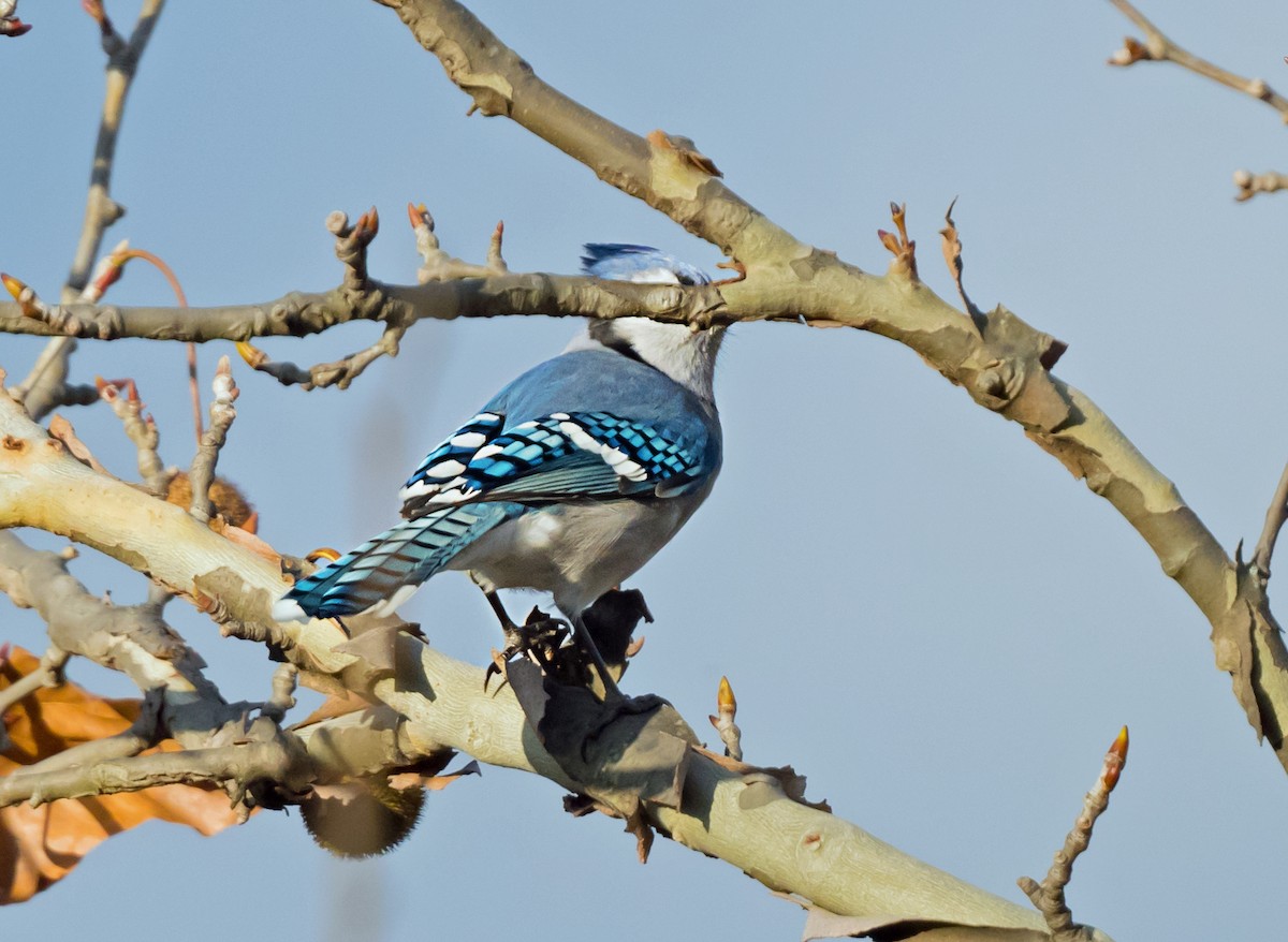 Blue Jay - ML646264943