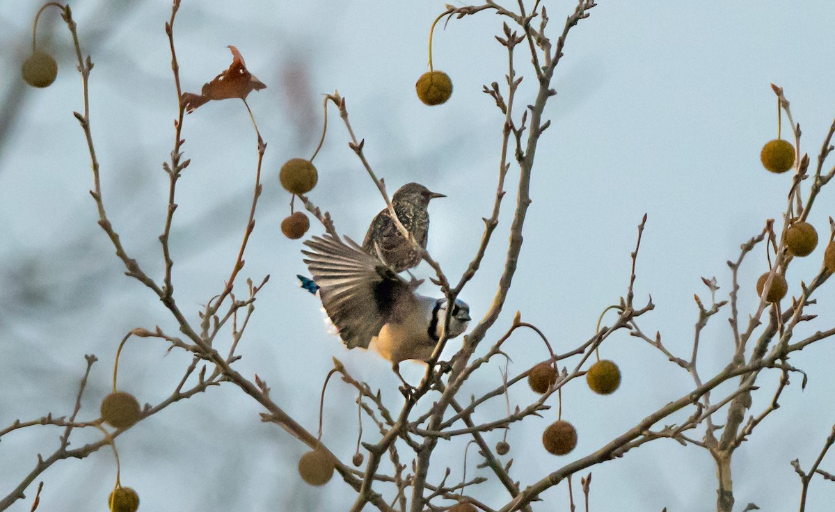 Blue Jay - ML646264944