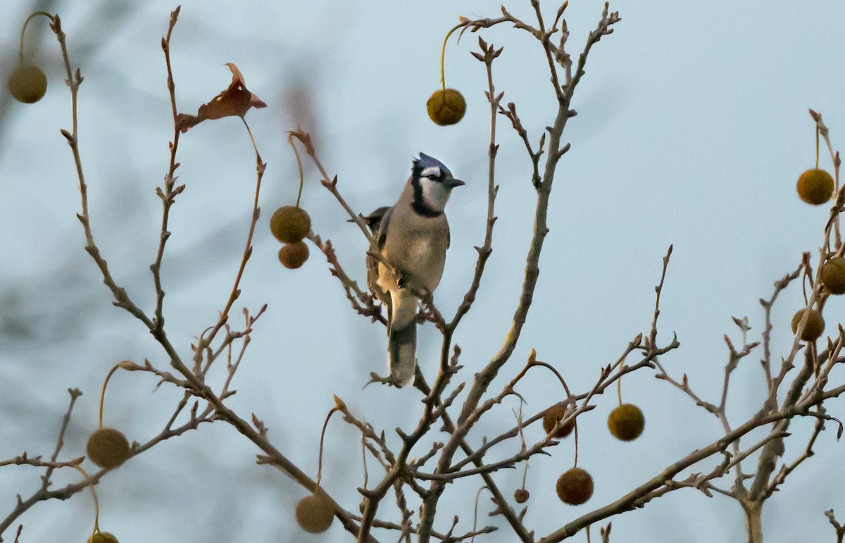 Blue Jay - ML646264945