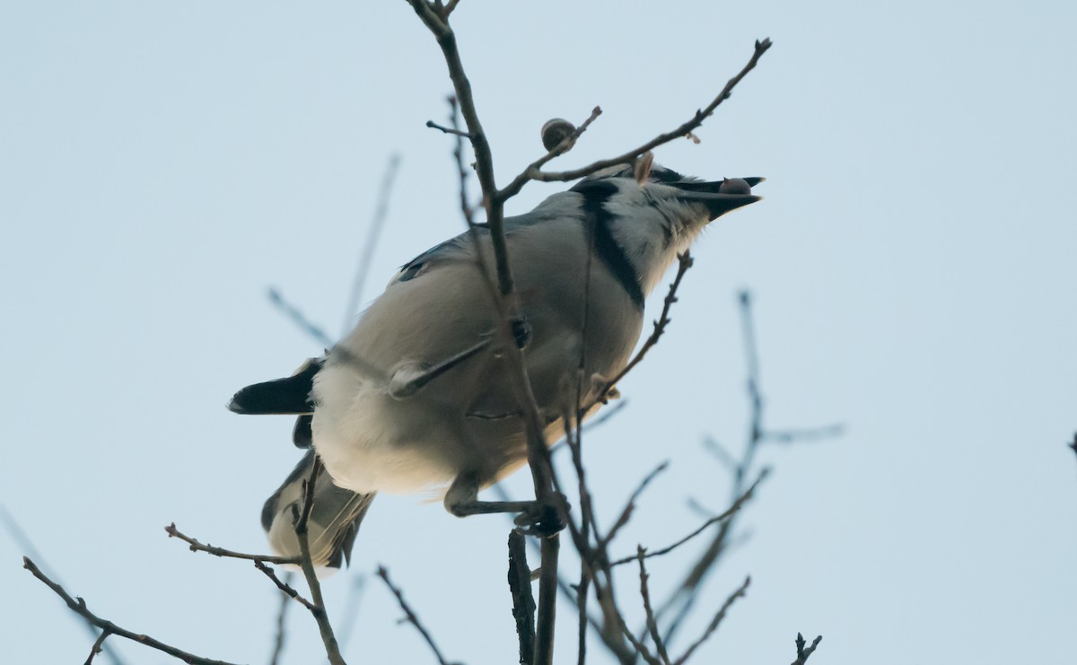 Blue Jay - ML646264946