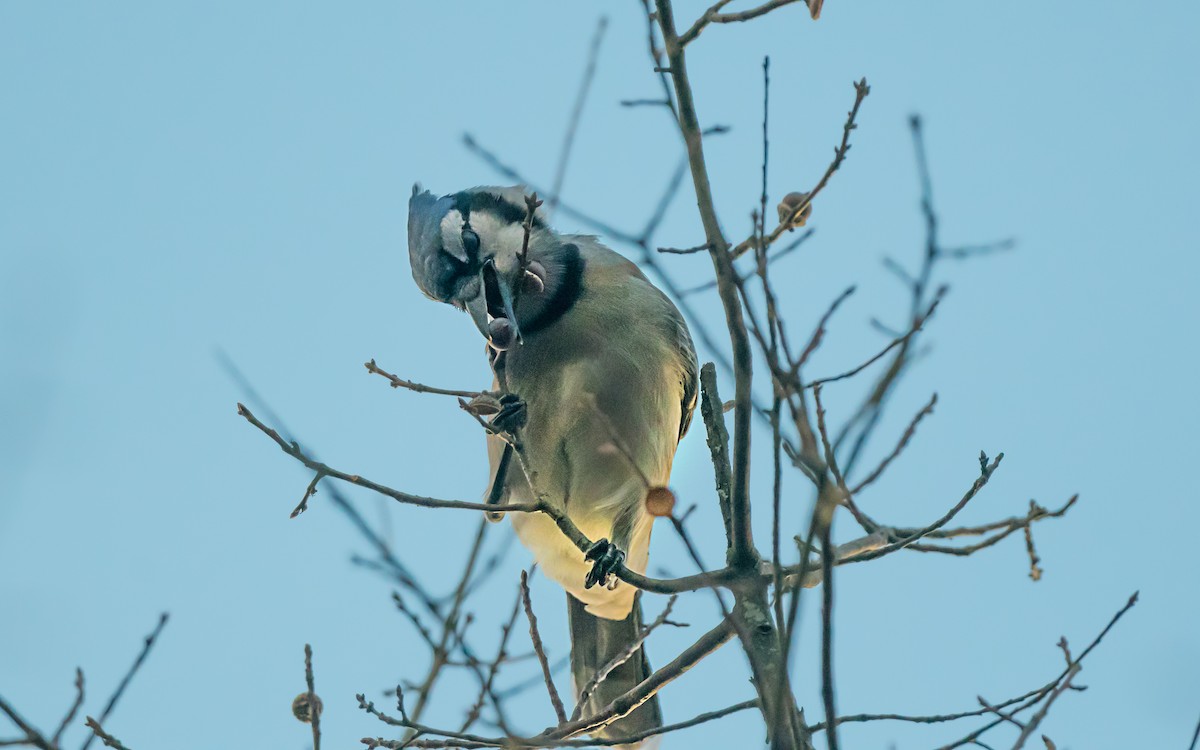 Blue Jay - ML646264948