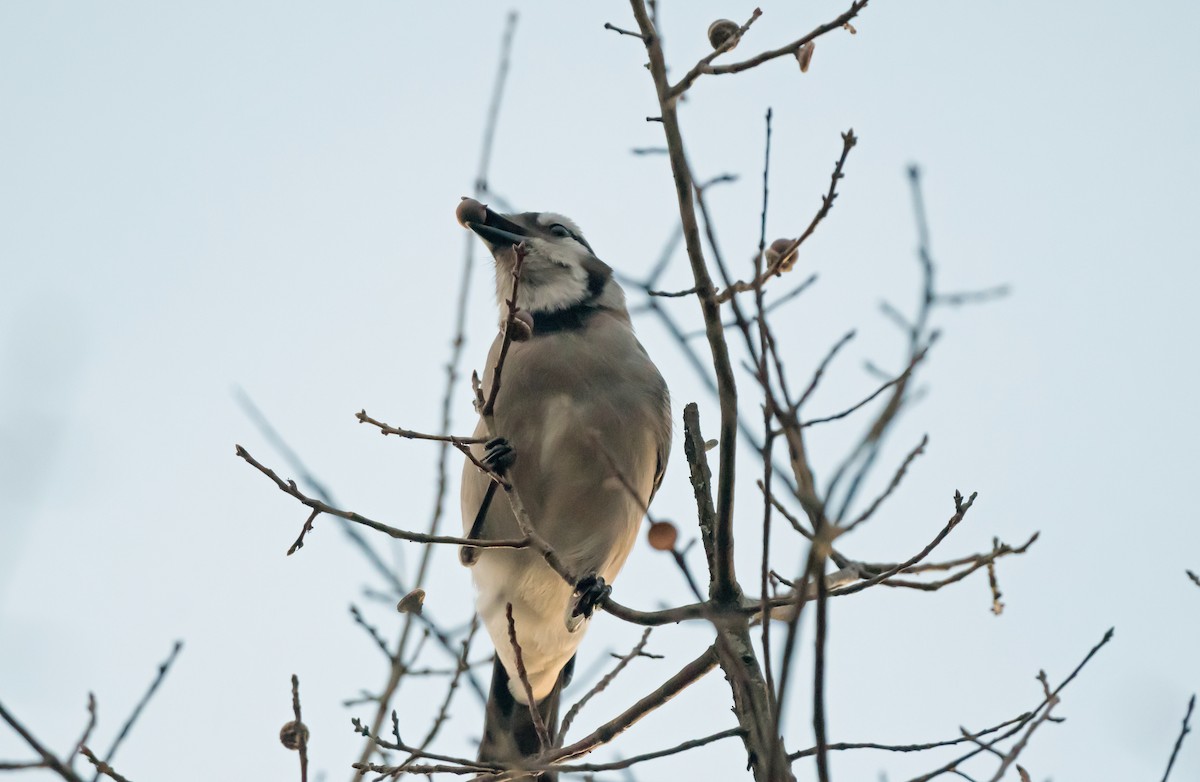 Blue Jay - ML646264949