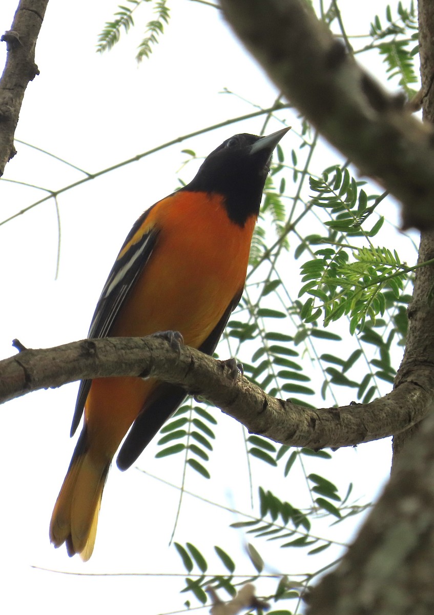 פזאי צפוני - ML646264951