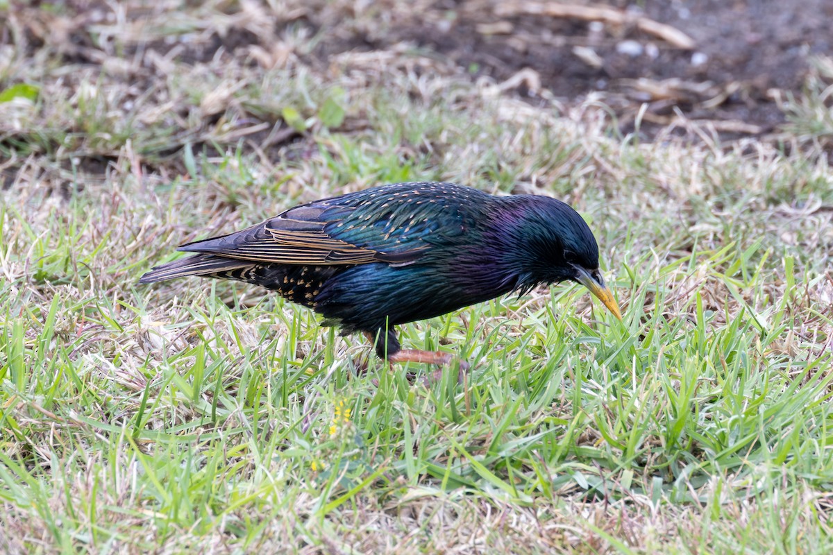 European Starling - ML646264954