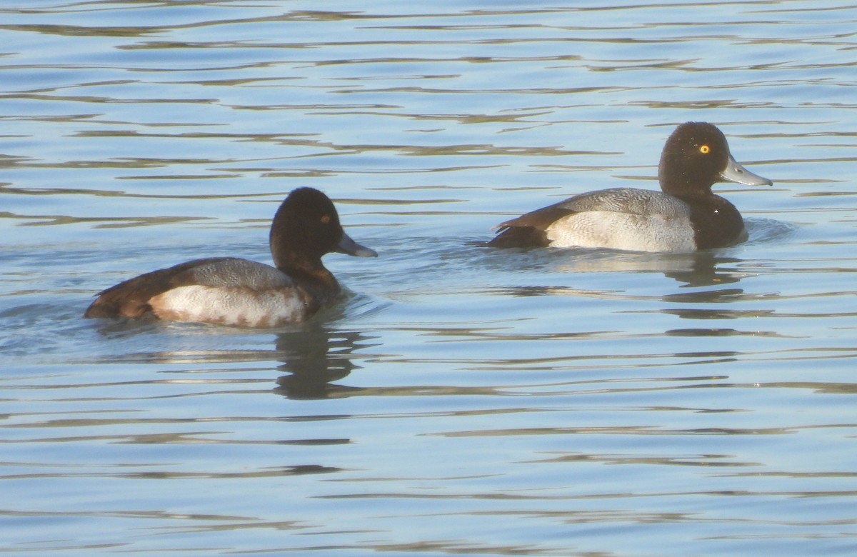 コスズガモ - ML646264956