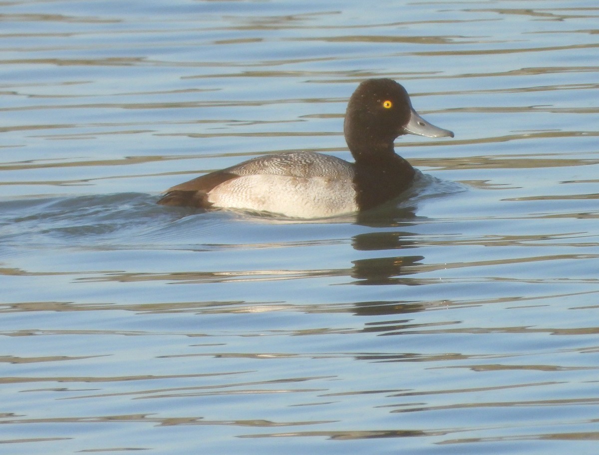 コスズガモ - ML646264957