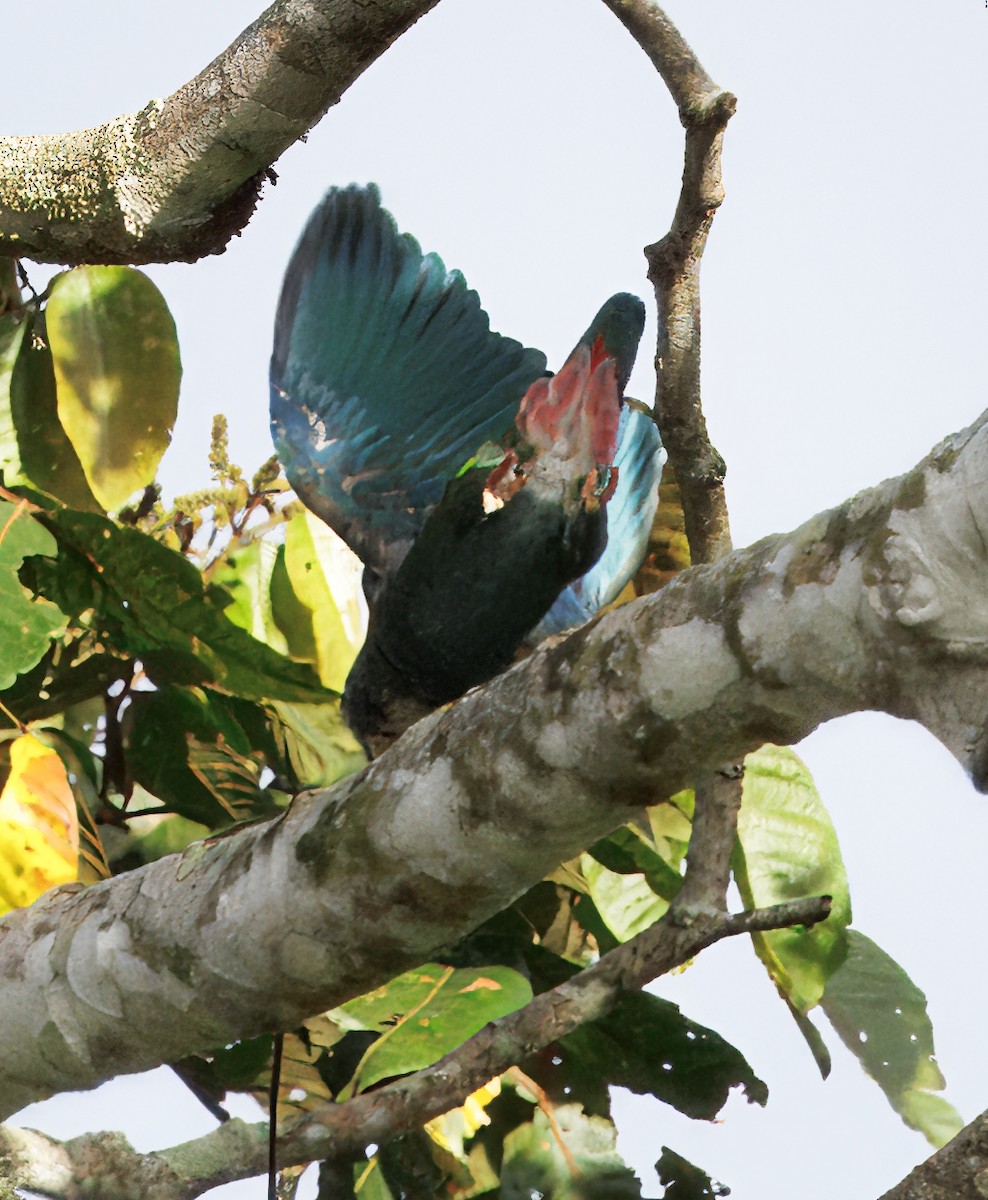 Loro Senil - ML646264959