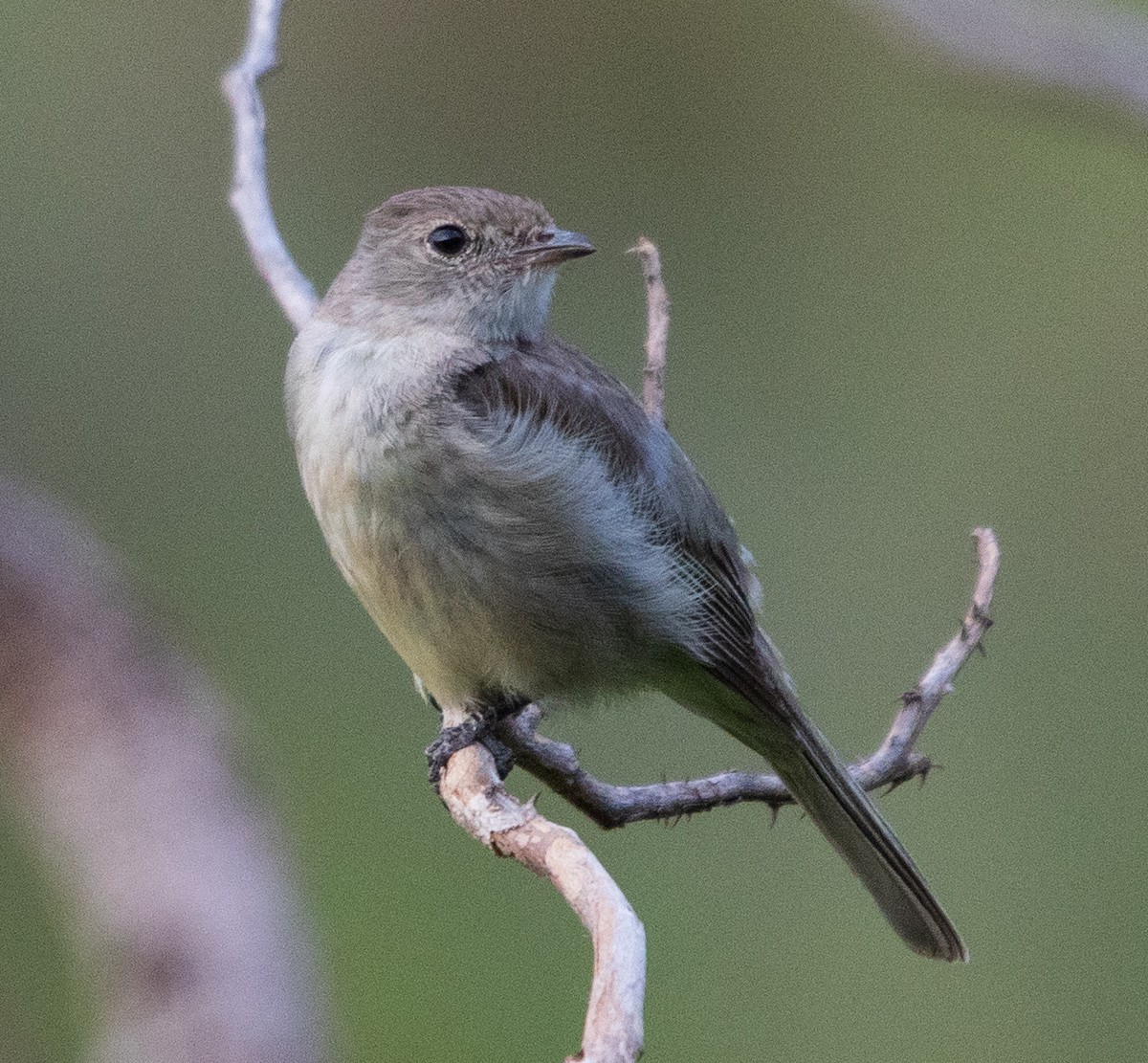 Lesser Elaenia - ML646264965