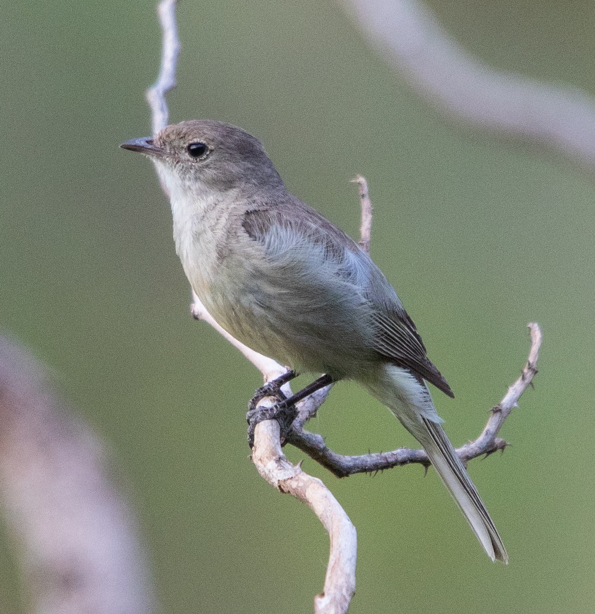 Lesser Elaenia - ML646264966