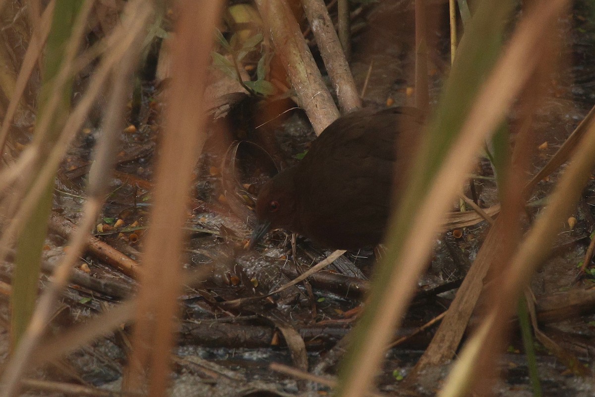 Ruddy-breasted Crake - ML646264969