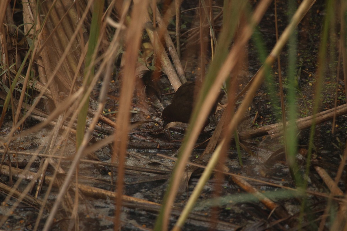 Ruddy-breasted Crake - ML646264970