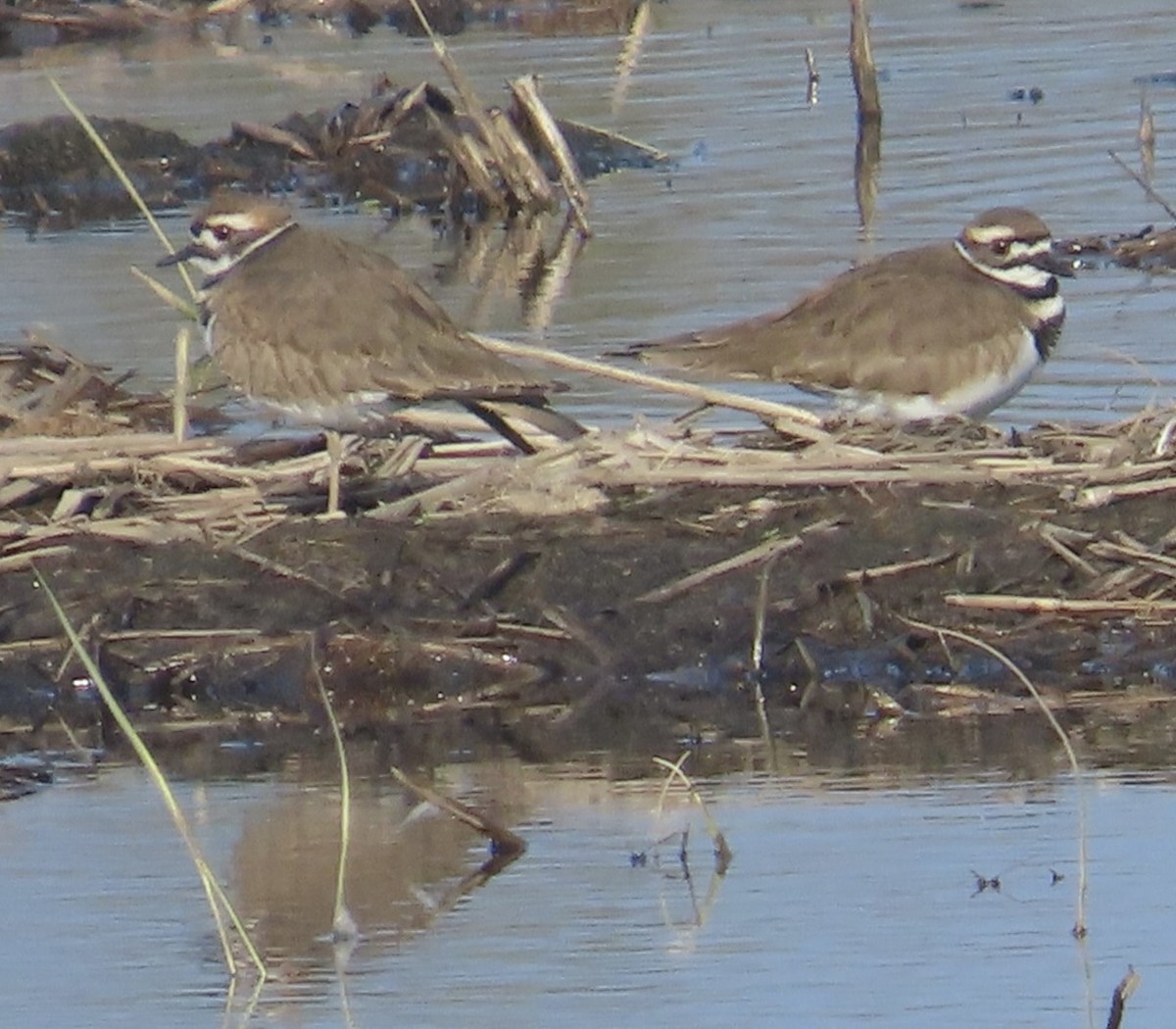 フタオビチドリ - ML646264971