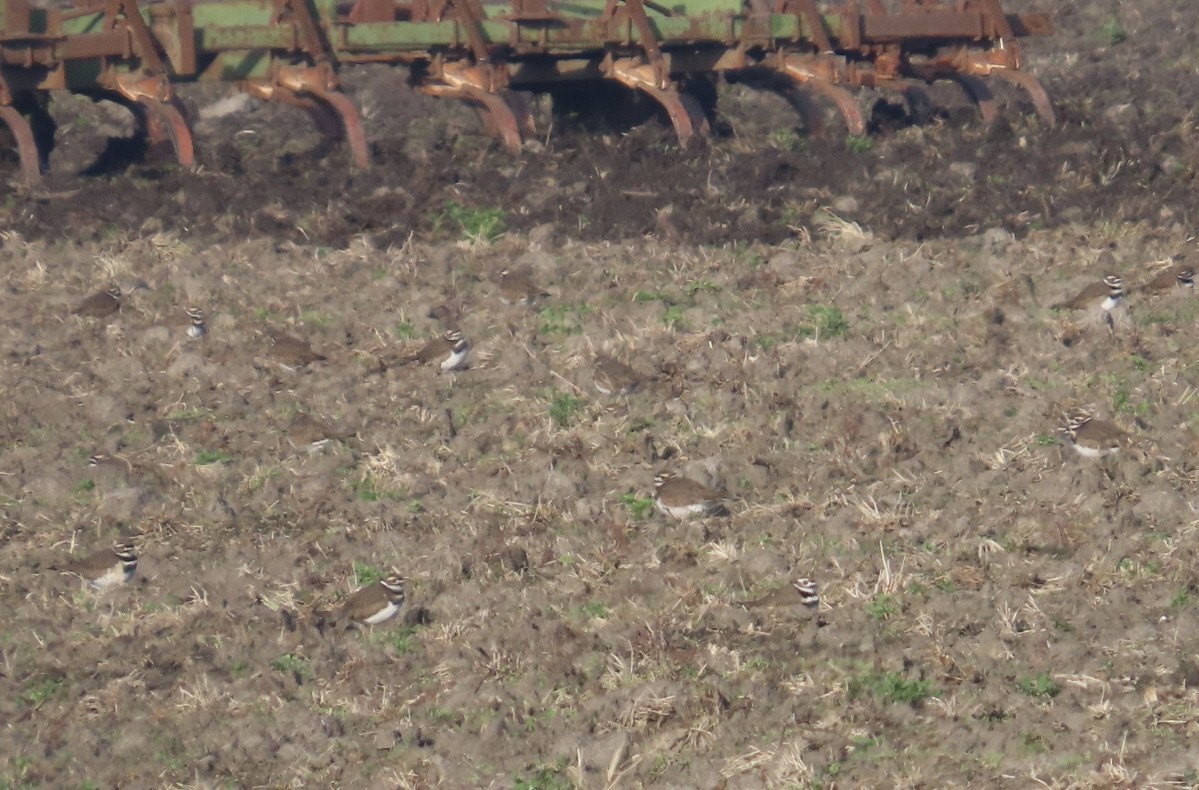 フタオビチドリ - ML646264972