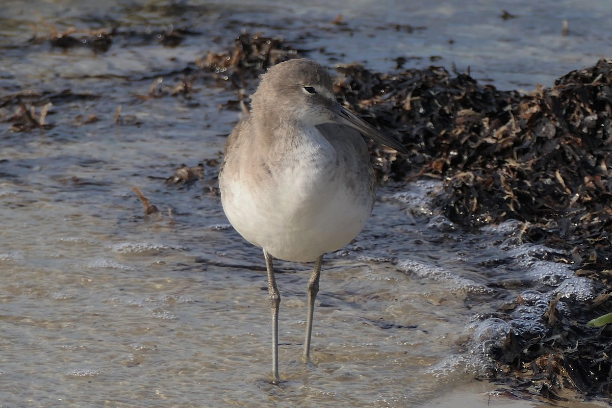 Piro piro semipalmato - ML646264973