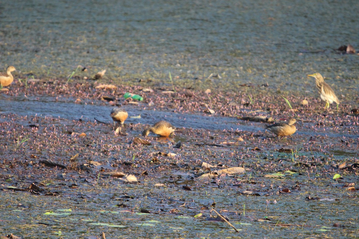 Модны анхир - ML646264975