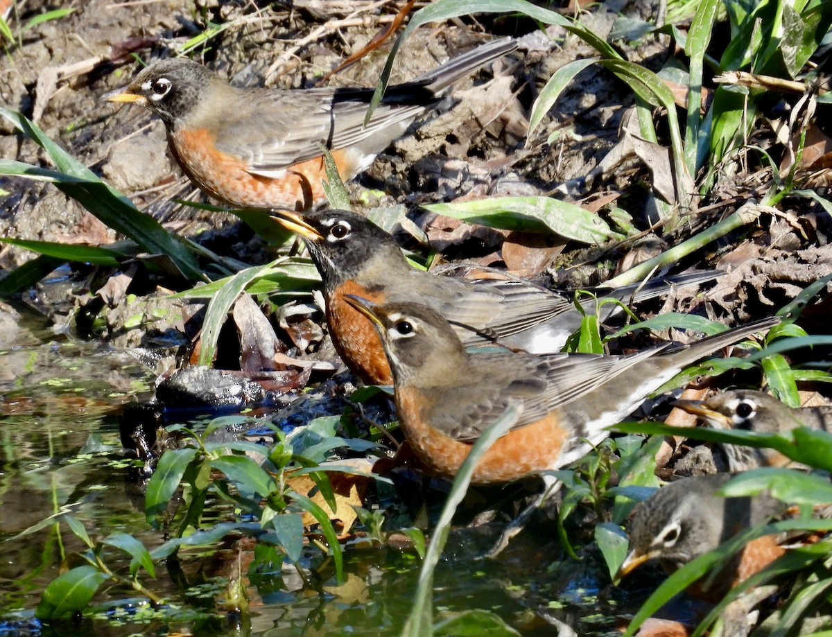 American Robin - ML646264976
